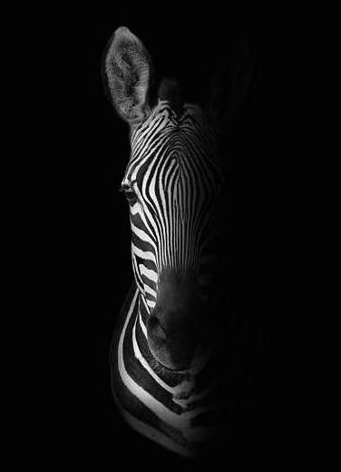 zebra banner black and white